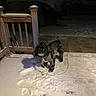 Cash joined the competition — help win amazing prizes! dog, snow, night, porch, leash, wooden_fence, vehicle, shadow, cold, outdoor, pet, black_dog, winter, snowy_ground, animal, quiet, dark, residential, fence_post, footprints