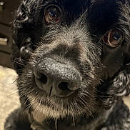 Cash joined the competition — help win amazing prizes! dog, black_dog, close_up, curly_fur, wet_nose, face, eyes, pet, animal, adorable, cute, portrait, indoor, fur, whiskers, curious, looking, snout, close_range, friendly