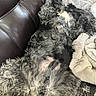 Cash joined the competition — help win amazing prizes! dog, pet, couch, blanket, fur, curly_hair, resting, relaxed, indoor, cozy, sleeping, animal, canine, home, soft, comfort, laying_down, furniture, nap, domestic