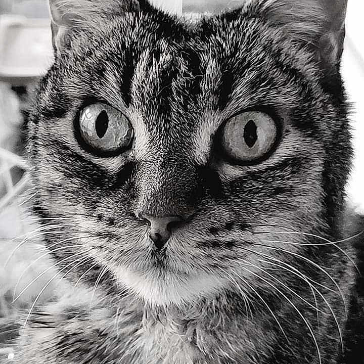 Minouche