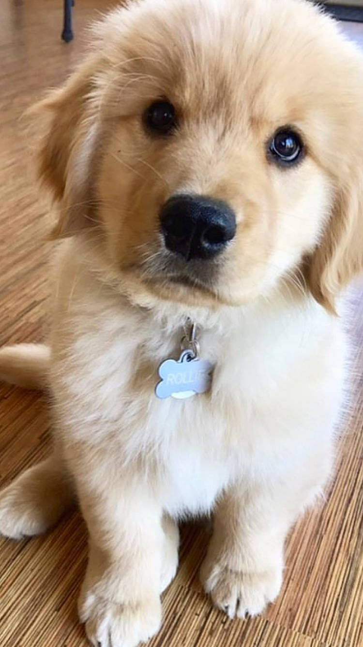 Ishka a rejoint le concours — aidez-le/la à gagner de superbes lots ! ancient_dog_breeds, canidae, carnivore, companion_dog, dog, dog_breed, fawn, golden_retriever, labradoodle, labrador_retriever, mammal, nose, puppy, puppy_love, rare_breed_dog, retriever, snout, sporting_group, vertebrate, whiskers