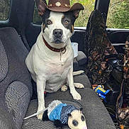 Riley joined the competition — help win amazing prizes! dog, cowboy_hat, stuffed_animal, opossum_toy, car_interior, seat, camouflage, window, outdoor, pet, animal, brown_hat, white_dog, black_spots, collar, toy, bandana, fabric, vehicle, adventure