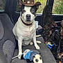dog, cowboy_hat, stuffed_animal, opossum_toy, car_interior, seat, camouflage, window, outdoor, pet, animal, brown_hat, white_dog, black_spots, collar, toy, bandana, fabric, vehicle, adventure