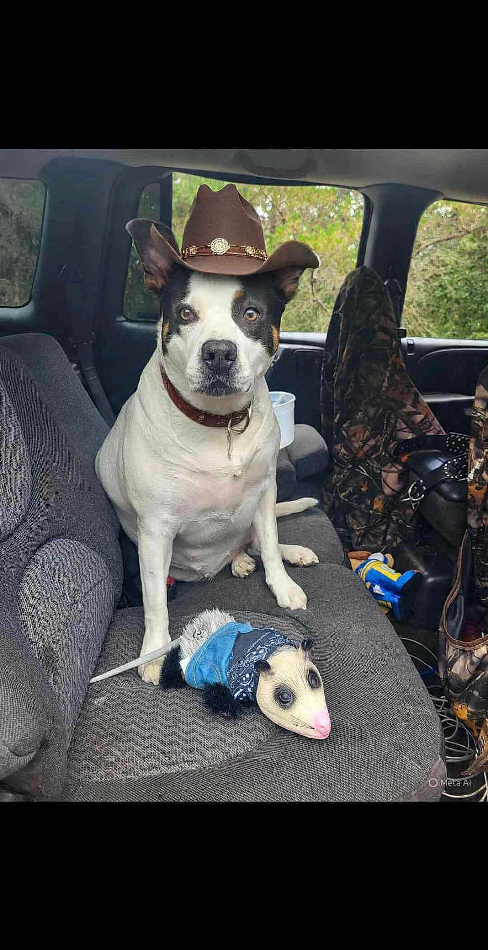 Riley joined the competition — help win amazing prizes! dog, cowboy_hat, stuffed_animal, opossum_toy, car_interior, seat, camouflage, window, outdoor, pet, animal, brown_hat, white_dog, black_spots, collar, toy, bandana, fabric, vehicle, adventure