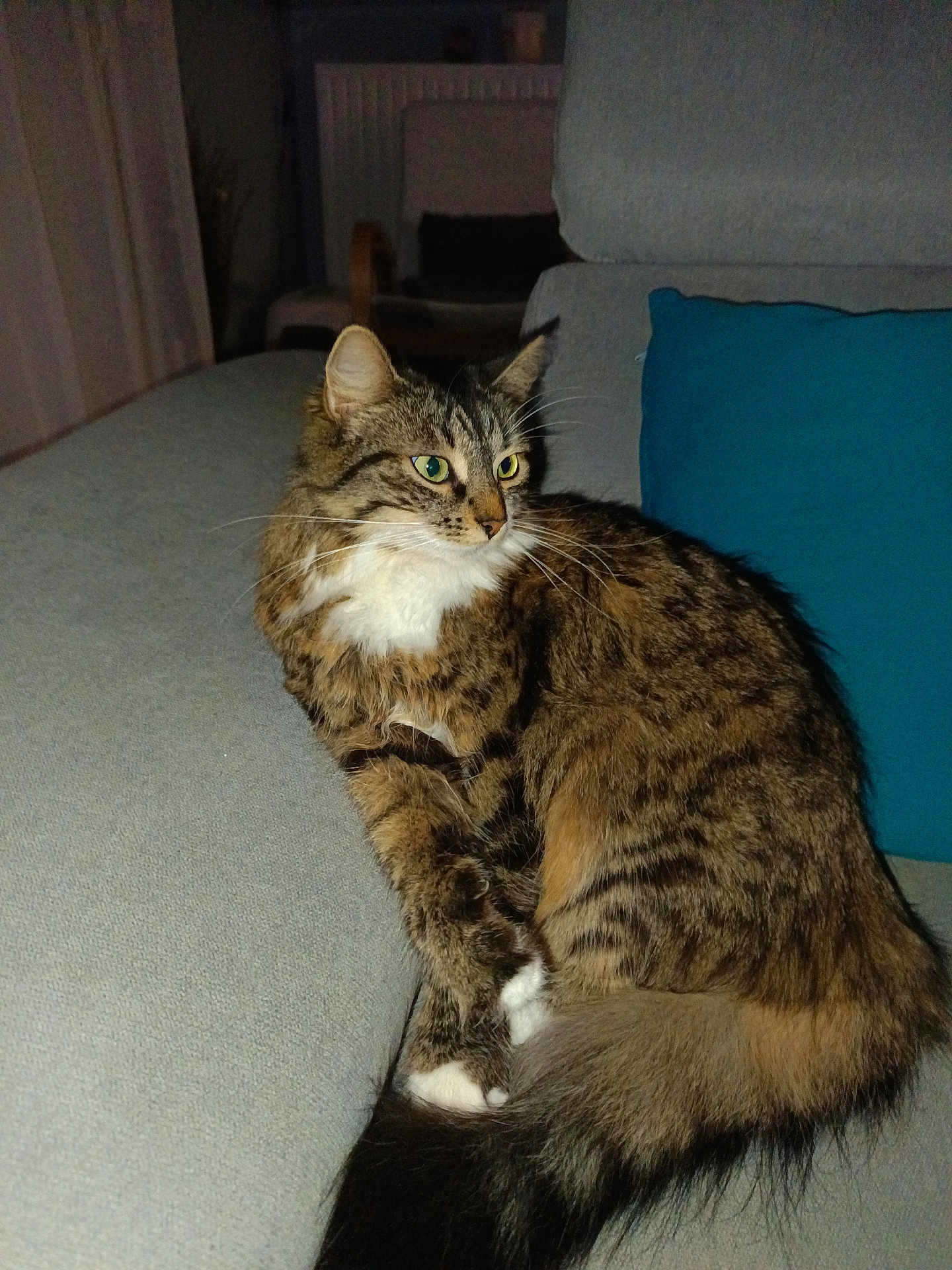 Poppy a rejoint le concours — aidez-le/la à gagner de superbes lots ! cat, tabby_cat, pet, feline, indoor, couch, furniture, living_room, pillow, gray, blue, fur, whiskers, tail, relaxing, animal, mammal, domestic_animal, eyes, cute