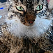 Poppy participe au concours pour gagner de l'argent avec cette photo : cat, tabby_cat, close_up, green_eyes, whiskers, fur, fluffy, pet, animal, portrait, mammal, face, nose, ears, indoor, cute, feline, domestic_cat, looking, alert