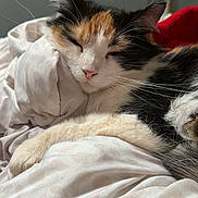 Penelope is registered to the contest to win money with this photo: animal, bed, blanket, calico, cat, closeup, comfort, cozy, cute, domestic, ears, fur, indoor, nap, pet, relaxation, rest, sleeping, soft, whiskers