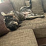 Vaïa participe au concours pour gagner de l'argent avec cette photo : dog, brindle, couch, upside_down, relaxed, indoor, pet, sleepy, furniture, pillows, brown, living_room, canine, resting, cozy, domestic_animal, four_legs, fur, ears, paw