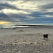 Vaïa participe au concours pour gagner de l'argent avec cette photo : dog, beach, sand, sea, ocean, clouds, sky, sunrays, water, nature, outdoor, animal, pet, shore, landscape, coast, waves, cloudy, daytime, vacation
