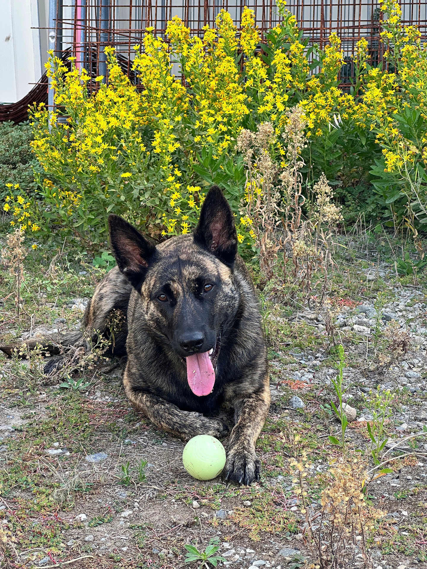 Vaïa a rejoint le concours — aidez-le/la à gagner de superbes lots ! dog, brindle, ball, outdoor, flowers, yellow_flowers, grass, plants, tongue_out, pet, animal, playful, ears_up, nature, ground, rocks, summer, happy, canine, laying_down