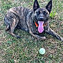 dog, brindle, tongue_out, grass, ball, outdoor, pet, canine, playing, collar, panting, animal, nature, summer, happy, lying_down, ears_up, tongue, fetch, resting