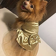 Mía Chantelle joined the competition — help win amazing prizes! dog, small_dog, fluffy, brown_fur, pet, animal, gold_outfit, dress, costume, tulle, fashion, portrait, sitting, tilted_head, open_mouth, happy, indoors, phone_screenshot, gallery_interface, photography