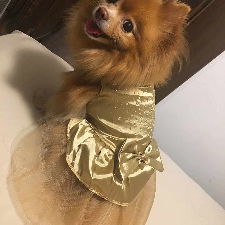 Mía Chantelle joined the competition — help win amazing prizes! dog, small_dog, fluffy, brown_fur, pet, animal, gold_outfit, dress, costume, tulle, fashion, portrait, sitting, tilted_head, open_mouth, happy, indoors, phone_screenshot, gallery_interface, photography