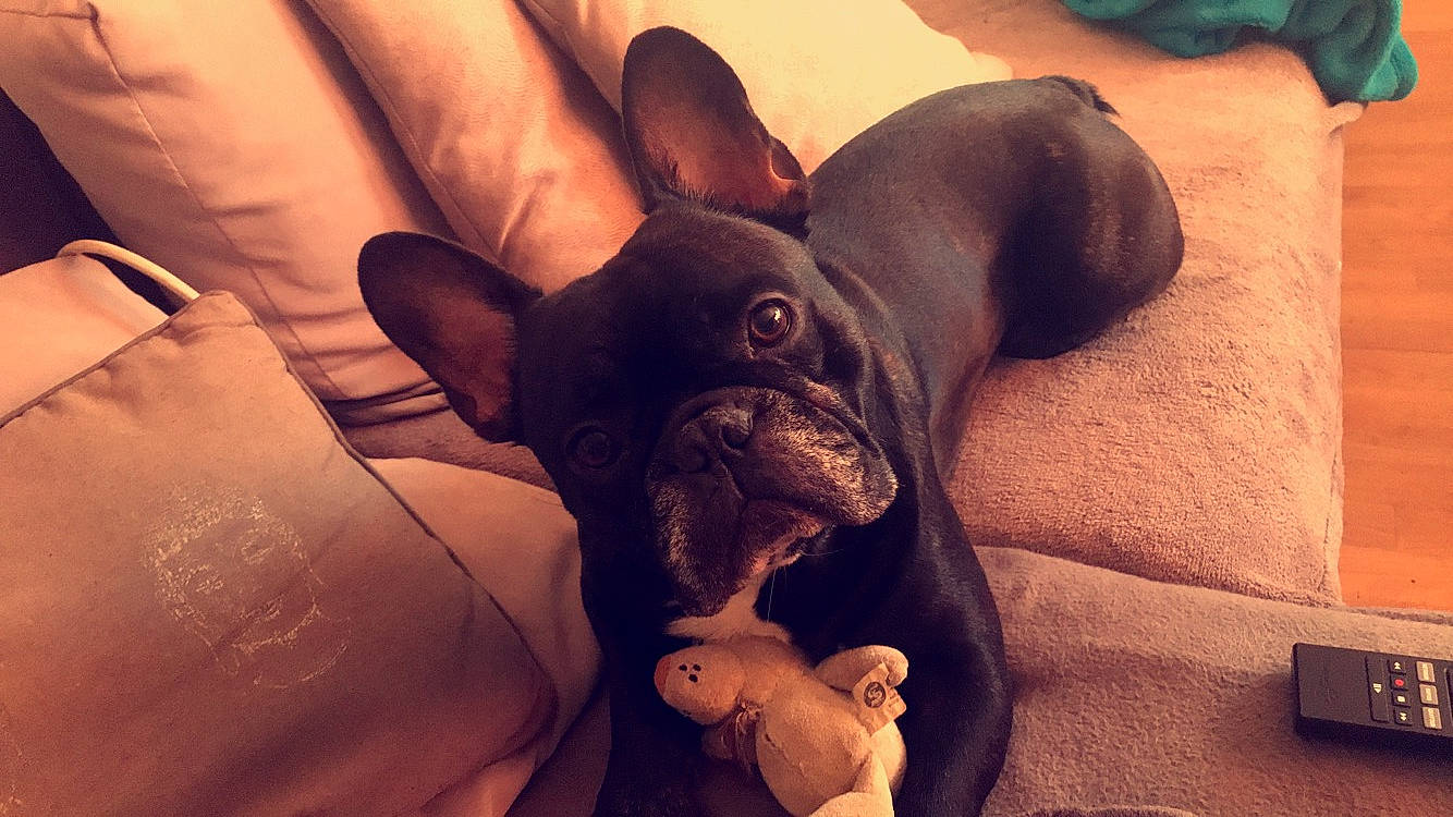 Olympe participe au concours pour gagner de l'argent avec cette photo : bulldog, canidae, carnivore, companion_dog, dog, dog_breed, ear, fawn, french_bulldog, mammal, mouth, nap, non_sporting_group, puppy, puppy_love, skin, snout, wrinkle