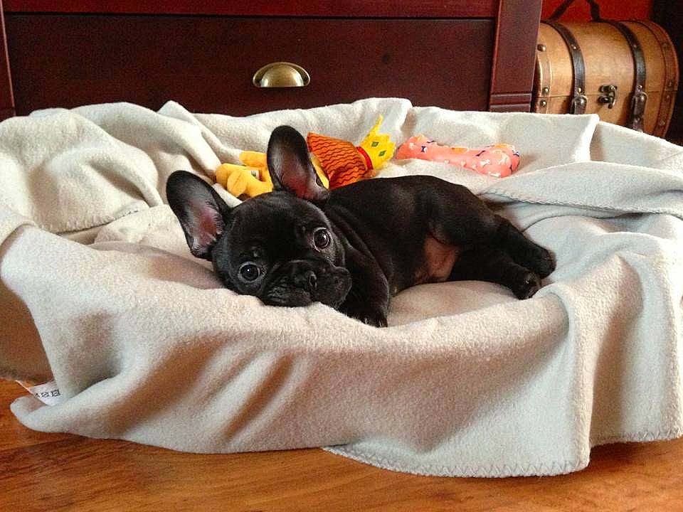 Olympe participe au concours pour gagner de l'argent avec cette photo : bed, boston_terrier, bulldog, canidae, carnivore, companion_dog, couch, dog, dog_bed, dog_breed, fawn, french_bulldog, furniture, linens, mammal, nap, non_sporting_group, puppy, snout, vertebrate