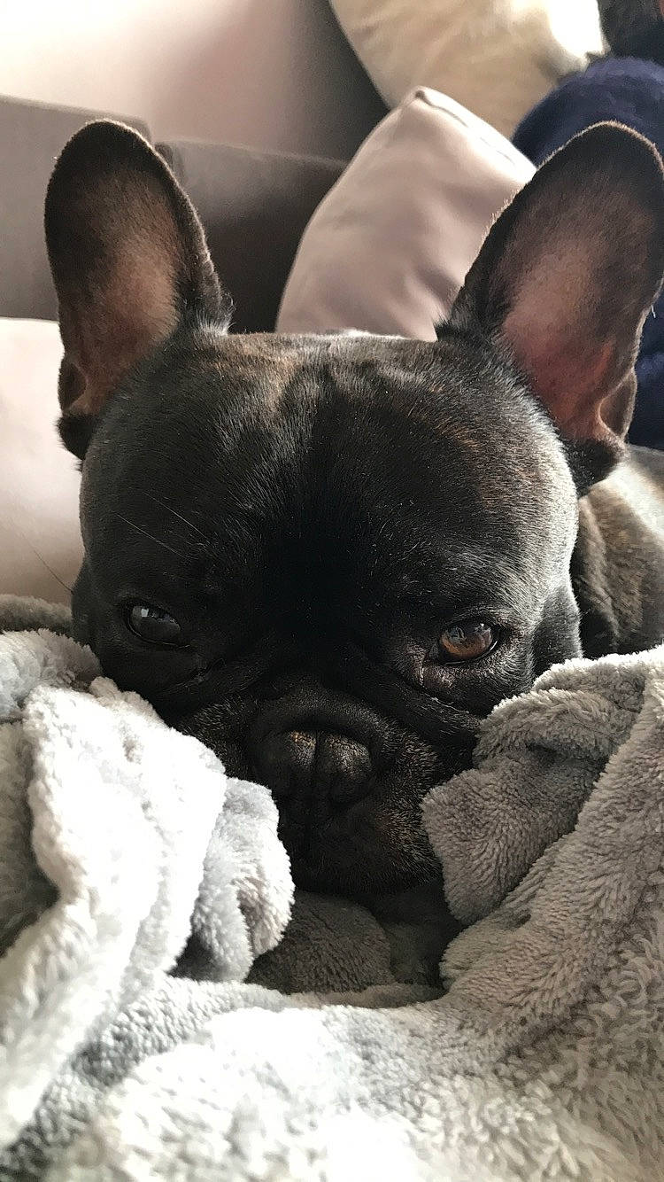 Olympe a rejoint le concours — aidez-le/la à gagner de superbes lots ! bulldog, canidae, carnivore, companion_dog, dog, dog_breed, ear, fawn, french_bulldog, mammal, non_sporting_group, puppy, skin, snout, toy_bulldog, vertebrate, whiskers