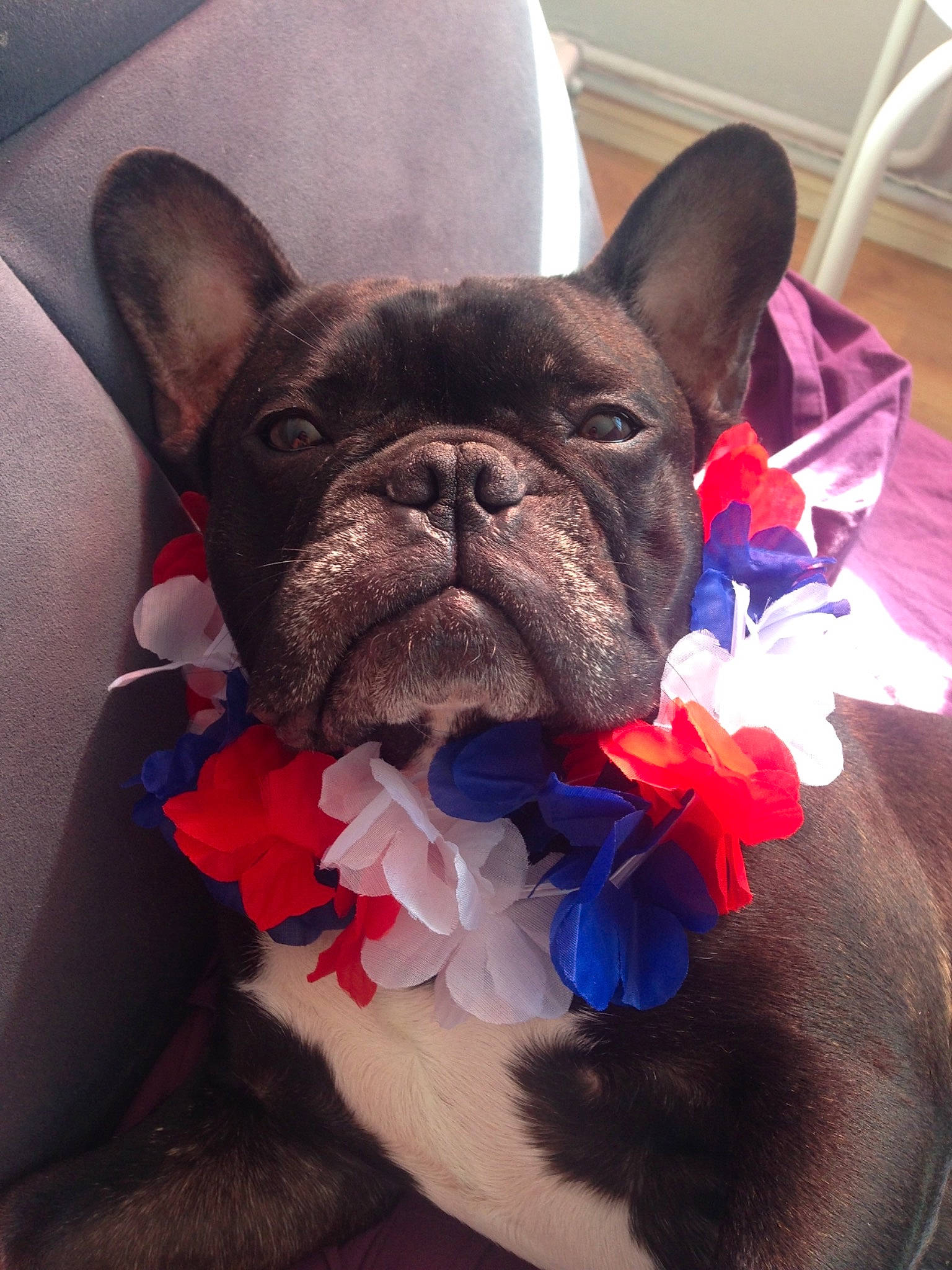 Olympe a rejoint le concours — aidez-le/la à gagner de superbes lots ! boston_terrier, bulldog, canidae, carnivore, companion_dog, dog, dog_breed, dog_collar, ear, fawn, french_bulldog, mammal, molosser, non_sporting_group, puppy, snout, sporting_group, toy_bulldog, vertebrate, whiskers