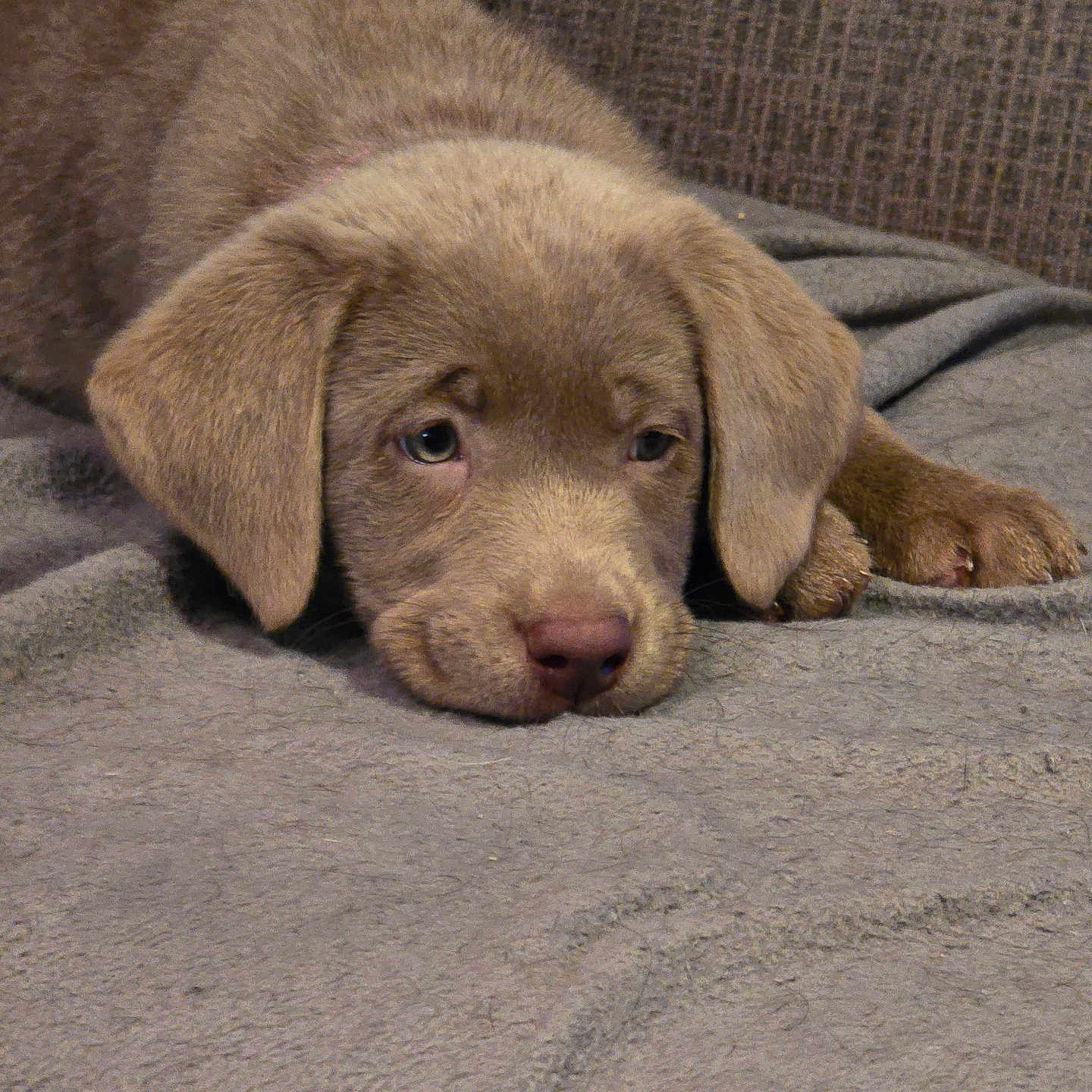 Skye Blu joined the competition — help win amazing prizes! animal, armchair, beagle, blanket, bulldog, canine, chair, couch, dog, furniture, hound, labradorretriever, person, pet, pitbull, pointer, puppy, sleeping, snout