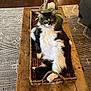 basket, black_and_white, cat, comfortable, cozy, cushions, decor, domestic_animal, feline, fluffy, home, indoor, laying_down, living_room, pet, relaxed, resting, rug, wood_floor, wooden_table
