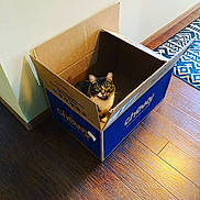 Turbo is registered to the contest to win money with this photo: animal, blue_box, box, cardboard_box, cat, chewy, cozy, curious, domestic_cat, feline, flooring, home, house, indoor, light_shadow, looking_up, pet, sitting, tabby_cat, wooden_floor