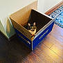 animal, blue_box, box, cardboard_box, cat, chewy, cozy, curious, domestic_cat, feline, flooring, home, house, indoor, light_shadow, looking_up, pet, sitting, tabby_cat, wooden_floor