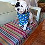 animal, bandana, bench, black_patch, colorful, companion, cozy, cute, decor, dog, domestic, fur, furniture, indoor, pet, plant, sitting, striped_cushion, white_dog, wooden_table