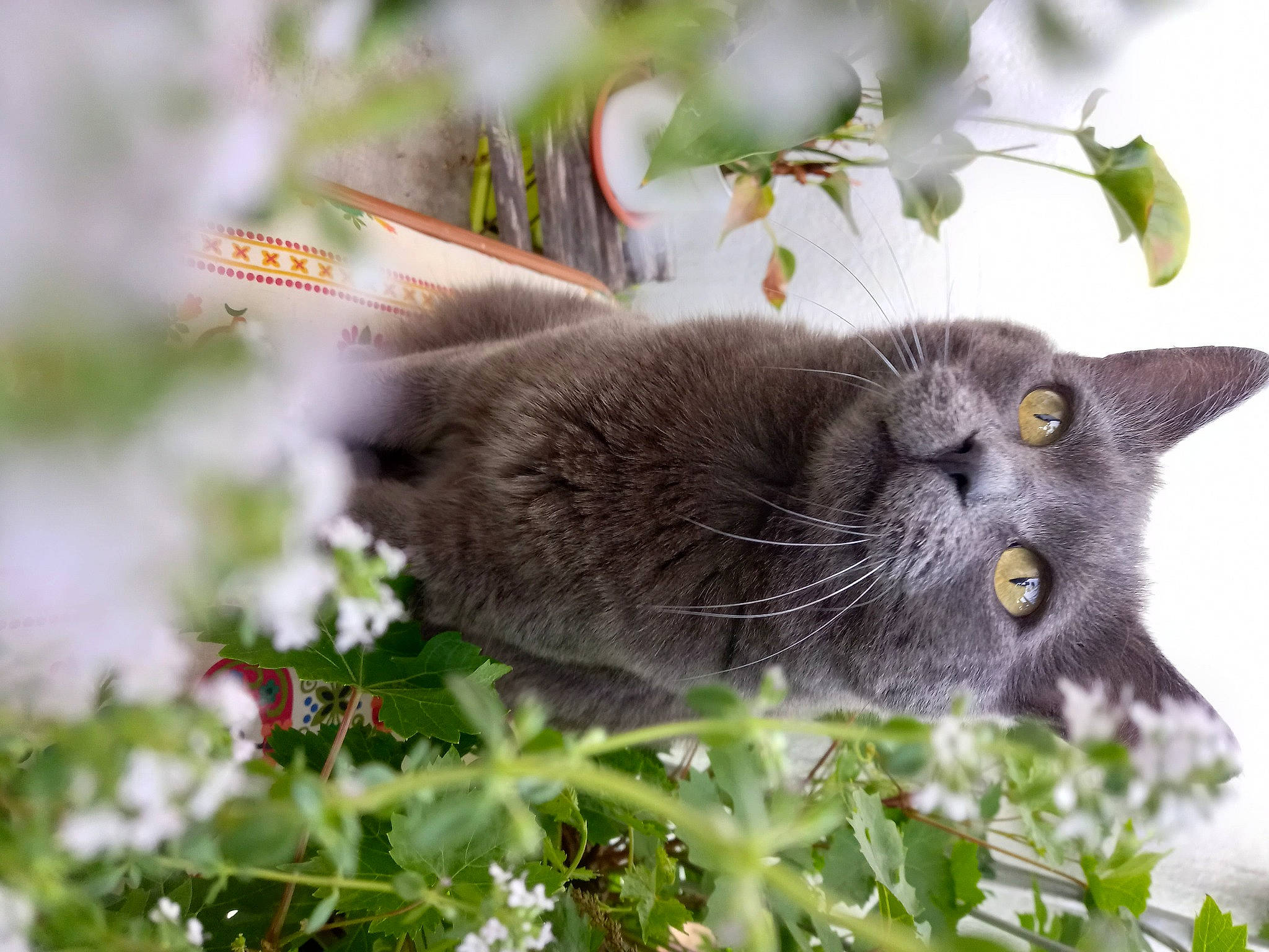 Mimiss a rejoint le concours — aidez-le/la à gagner de superbes lots ! annual_plant, black_cat, bombay, carnivore, cat, domestic_short_haired_cat, felidae, flower, flowering_plant, fur, grass, groundcover, plant, russian_blue, small_to_medium_sized_cats, snout, tail, terrestrial_animal, tree, whiskers