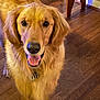 animal, canine, collar, dog, domestic_animal, ears, floor, four_legs, friendly, fur, golden_retriever, happy, house, indoor, looking_at_camera, mammal, pet, tail, tongue_out, wooden_floor