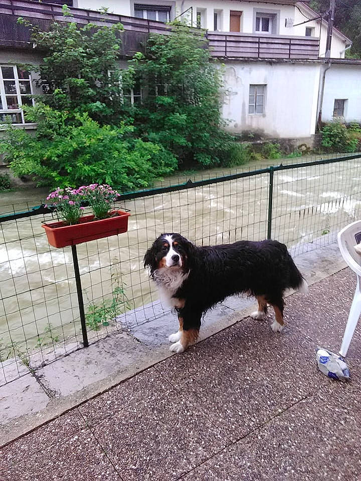 Flash a rejoint le concours — aidez-le/la à gagner de superbes lots ! building, carnivore, companion_dog, dog, dog_breed, door, fence, flowerpot, grass, herding_dog, home, house, landscaping, plant, porch, road_surface, shade, sporting_group, tree, window