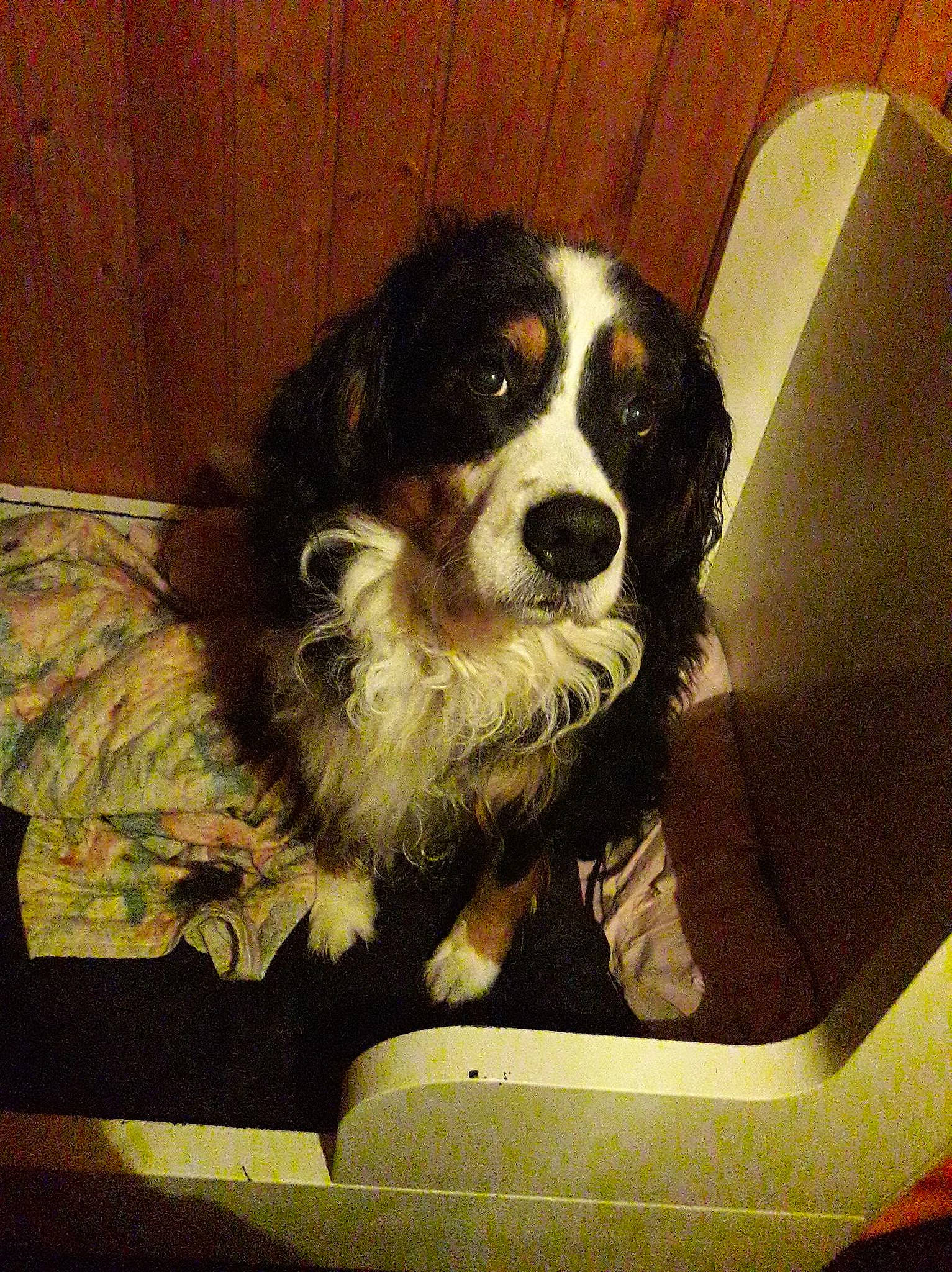 Flash participe au concours pour gagner de l'argent avec cette photo : canidae, carnivore, companion_dog, dog, dog_breed, fur, gun_dog, rectangle, sporting_group, tints_and_shades, toy_dog, working_animal, working_dog