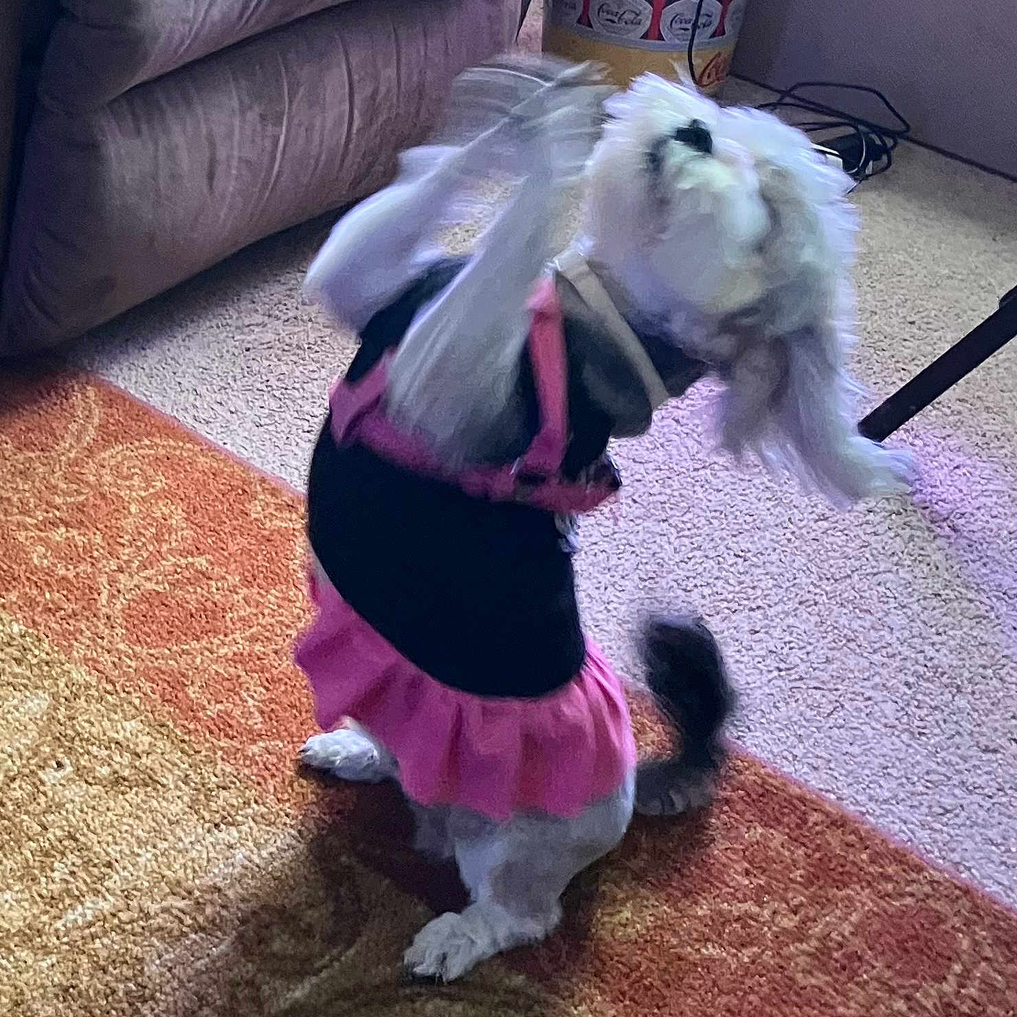 Kimora Lee Oszman joined the competition — help win amazing prizes! animal, architecture, building, canine, clothing, costume, couch, dog, face, furniture, head, homedecor, indoors, livingroom, person, pet, photography, portrait, puppy, room