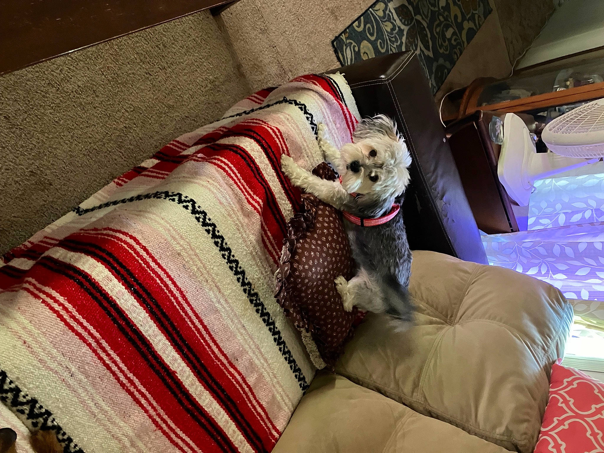 Kimora Lee is registered to the contest to win money with this photo: carnivore, comfort, companion_dog, couch, dog, dog_breed, dog_supply, fawn, felidae, furniture, interior_design, linens, living_room, pattern, pet_supply, pillow, rectangle, room, studio_couch, textile