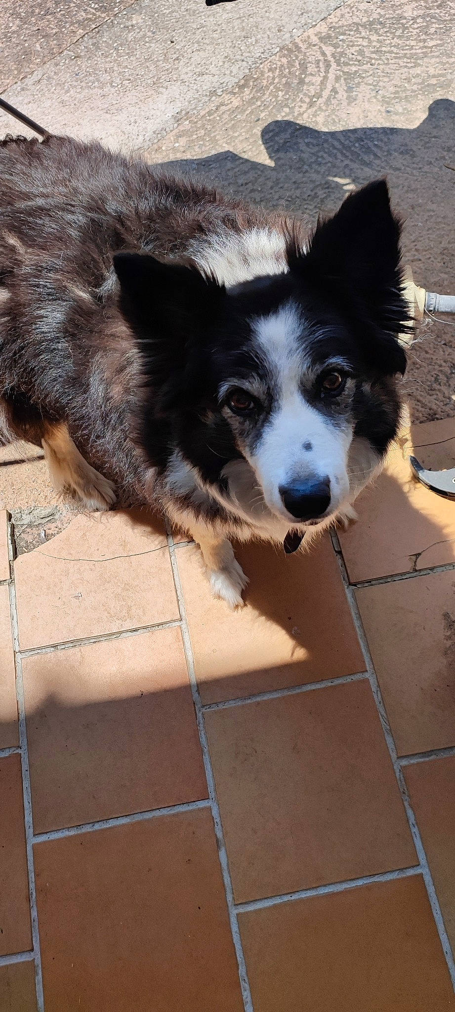 Bianca a rejoint le concours — aidez-le/la à gagner de superbes lots ! australian_collie, border_collie, canidae, carnivore, companion_dog, dog, dog_breed, flooring, fur, herding_dog, puppy, snout, sporting_group, tail, terrestrial_animal, tile_flooring, whiskers, working_animal, working_dog