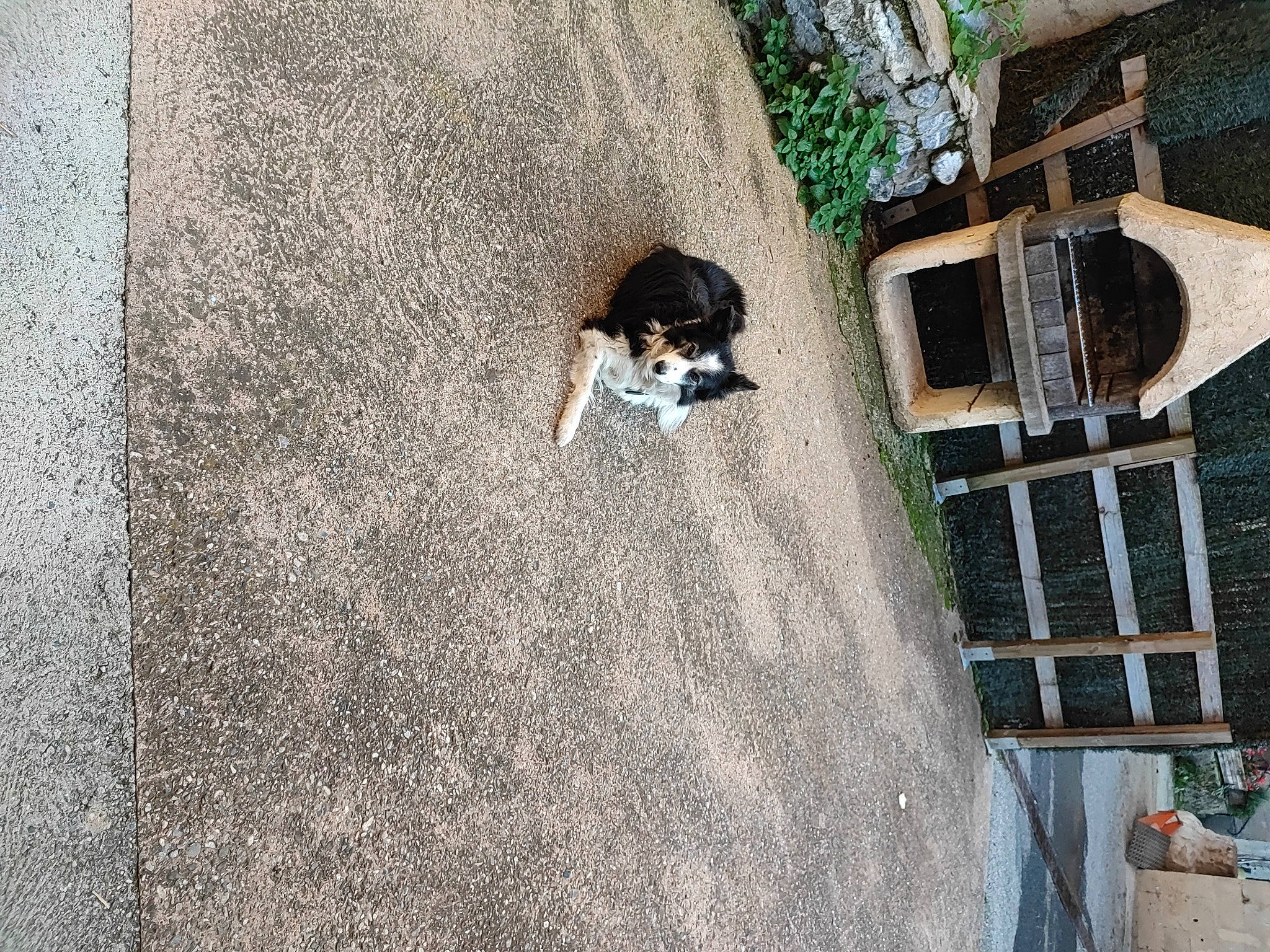 Bianca a rejoint le concours — aidez-le/la à gagner de superbes lots ! asphalt, building, concrete, dog, facade, flooring, grass, house, landscape, leisure, plant, road_surface, shadow, sidewalk, soil, sporting_group, stairs, tree, urban_design, wood