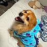 Max is registered to the contest to win money with this photo: dog, puppy, pet, animal, dinosaur_costume, blue_outfit, purple_spots, happy, smiling, open_mouth, bed, bedroom, pillow, blanket, stuffed_animal, indoor, portrait, cozy, playful, photography