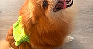 Max is registered to the contest to win money with this photo: dog, canine, orange_fur, fluffy, smiling, open_mouth, tongue_out, teeth, pet, costume, turtle_costume, green_shell, funny, playful, portrait, indoor, wooden_floor, stroller, close_up, animal