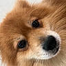 puppy, dog, golden_fur, fluffy, close_up, portrait, face, eyes, nose, muzzle, white_fur, brown_fur, cute, adorable, pet, canine, animal, indoors, soft, companion