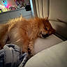 Max joined the competition — help win amazing prizes! dog, sleeping, fluffy, ginger, brown, pet, animal, bed, bedroom, blanket, pillow, cozy, indoors, resting, curled_up, fur, snout, eye, dresser, bottles