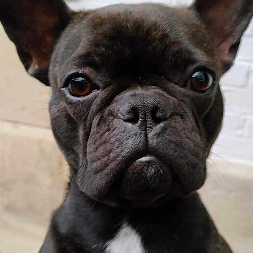 Télya a rejoint le concours — aidez-le/la à gagner de superbes lots ! animal, black_coat, brick_wall, canine, close_up, companion, curious, cute, dog, domestic, ears, face, french_bulldog, indoors, looking, mammal, pet, portrait, snout, white_patch