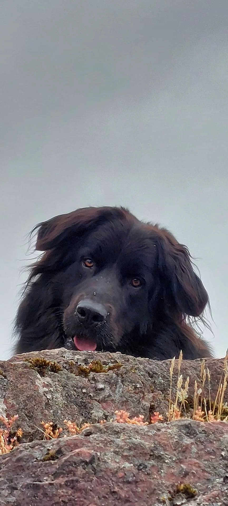 Seven a rejoint le concours — aidez-le/la à gagner de superbes lots ! dog, black_dog, rock, outdoors, curious, animal, pet, nature, fur, tongue, head, muzzle, ears, landscape, wildlife, closeup, portrait, sky, canine, cute
