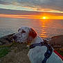 dog, sunset, ocean, rocks, sky, clouds, water, harness, outdoor, nature, pet, animal, landscape, reflection, evening, coast, grass, calm, scenic, peaceful