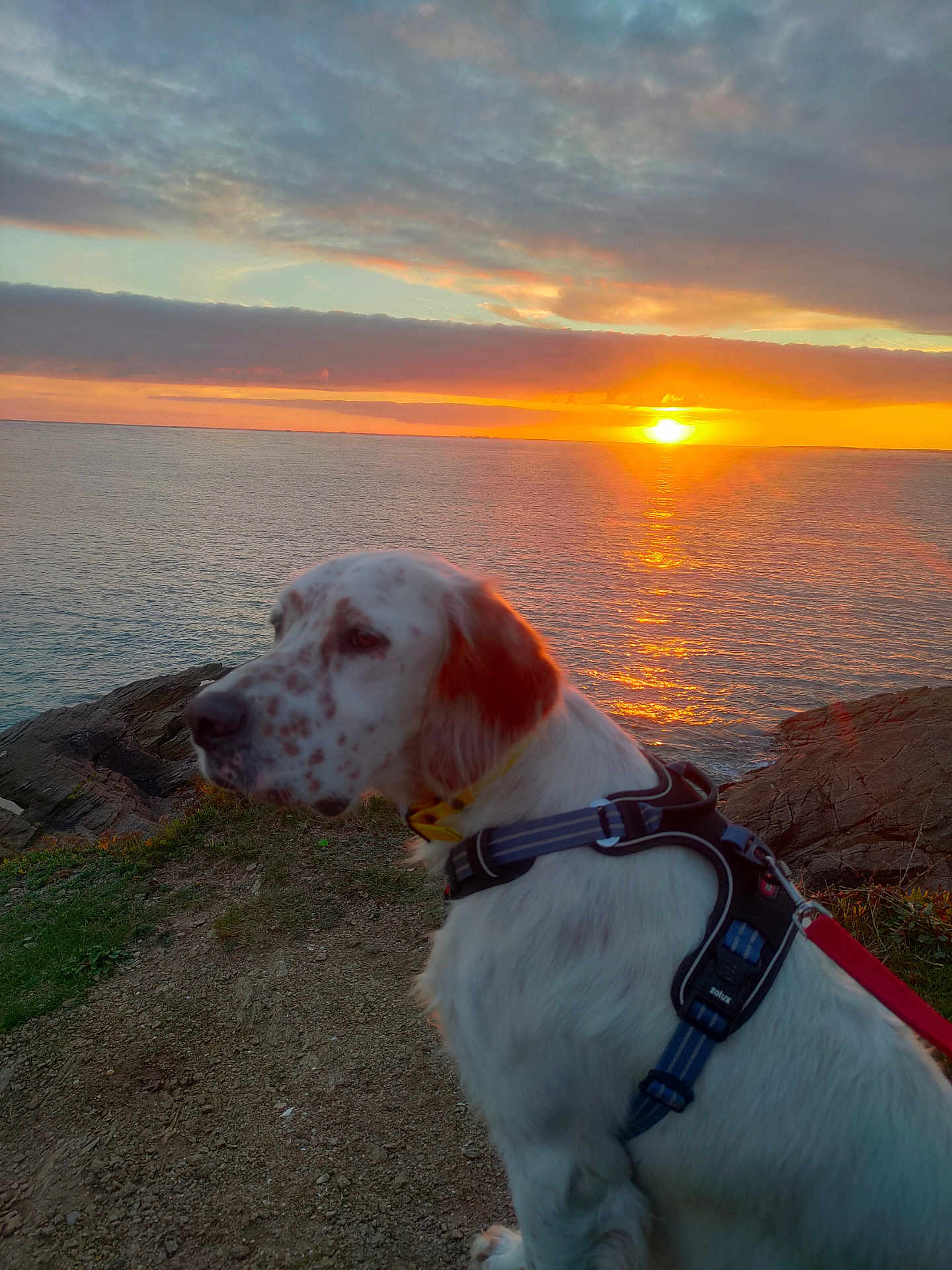 Valto participe au concours pour gagner de l'argent avec cette photo : dog, sunset, ocean, rocks, sky, clouds, water, harness, outdoor, nature, pet, animal, landscape, reflection, evening, coast, grass, calm, scenic, peaceful
