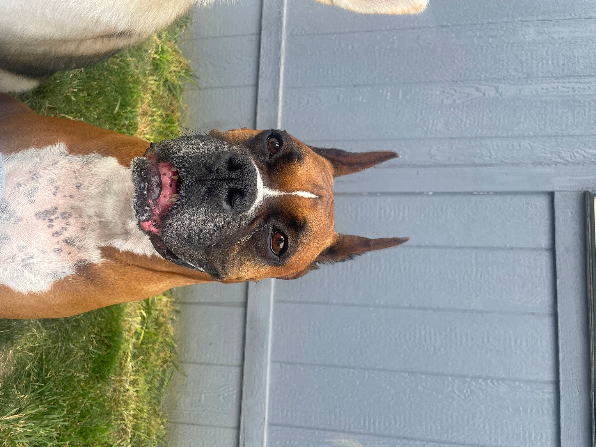 Tank joined the competition — help win amazing prizes! boxer, canidae, carnivore, collar, companion_dog, dog, dog_breed, dog_collar, dog_supply, fawn, liver, pet_supply, plant, snout, sporting_group, tail, vertebrate, whiskers, window, working_animal