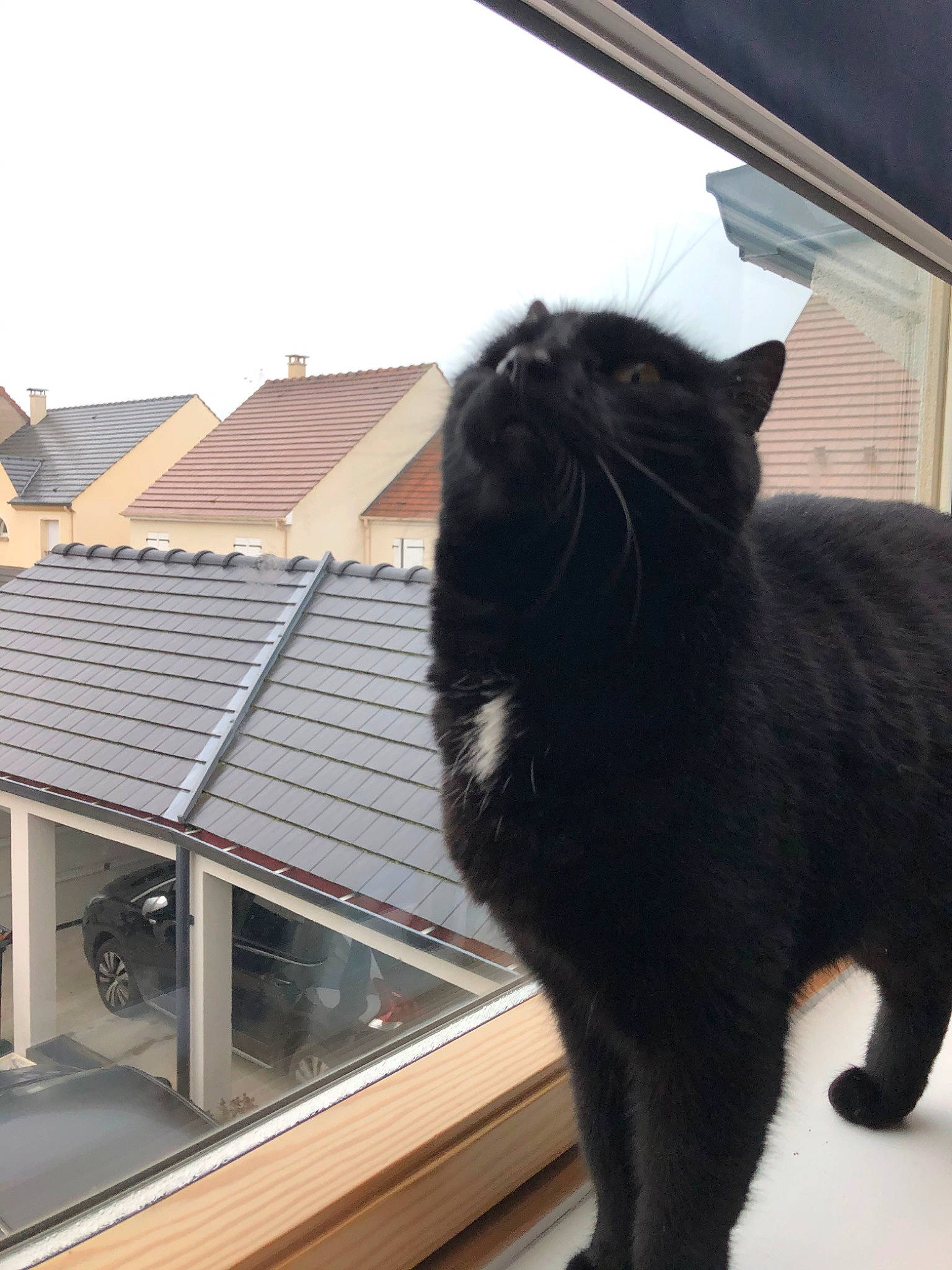 Titoo a rejoint le concours — aidez-le/la à gagner de superbes lots ! black, black_cat, bombay, carnivore, cat, domestic_short_haired_cat, fawn, felidae, fur, mammal, small_to_medium_sized_cats, tail, whiskers, window
