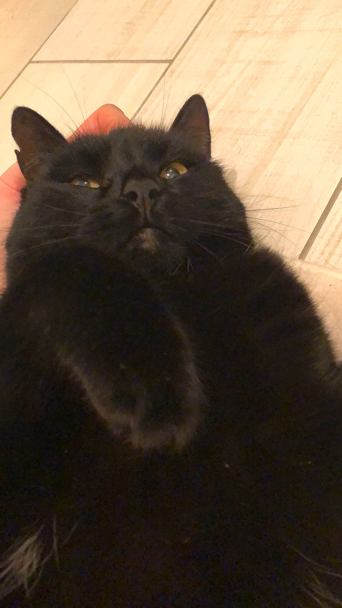 Titoo participe au concours pour gagner de l'argent avec cette photo : asian, black, black_cat, bombay, british_longhair, british_semi_longhair, british_shorthair, carnivore, cat, domestic_long_haired_cat, domestic_short_haired_cat, felidae, fur, kitten, mammal, persian, small_to_medium_sized_cats, tail, vertebrate, whiskers