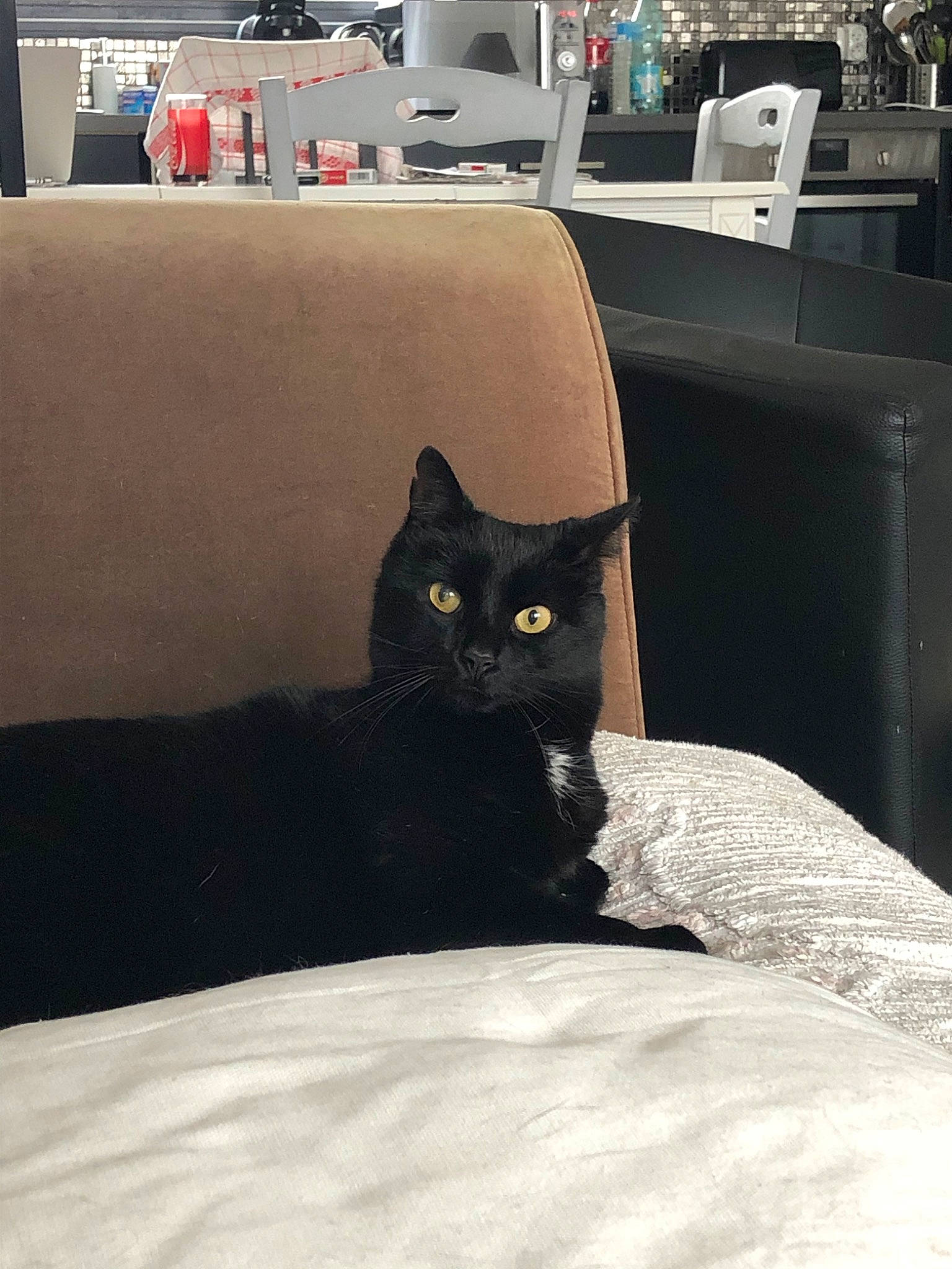 Titoo a rejoint le concours — aidez-le/la à gagner de superbes lots ! asian, bed, black, black_cat, bombay, carnivore, cat, domestic_short_haired_cat, eye, felidae, fur, furniture, room, small_to_medium_sized_cats, whiskers