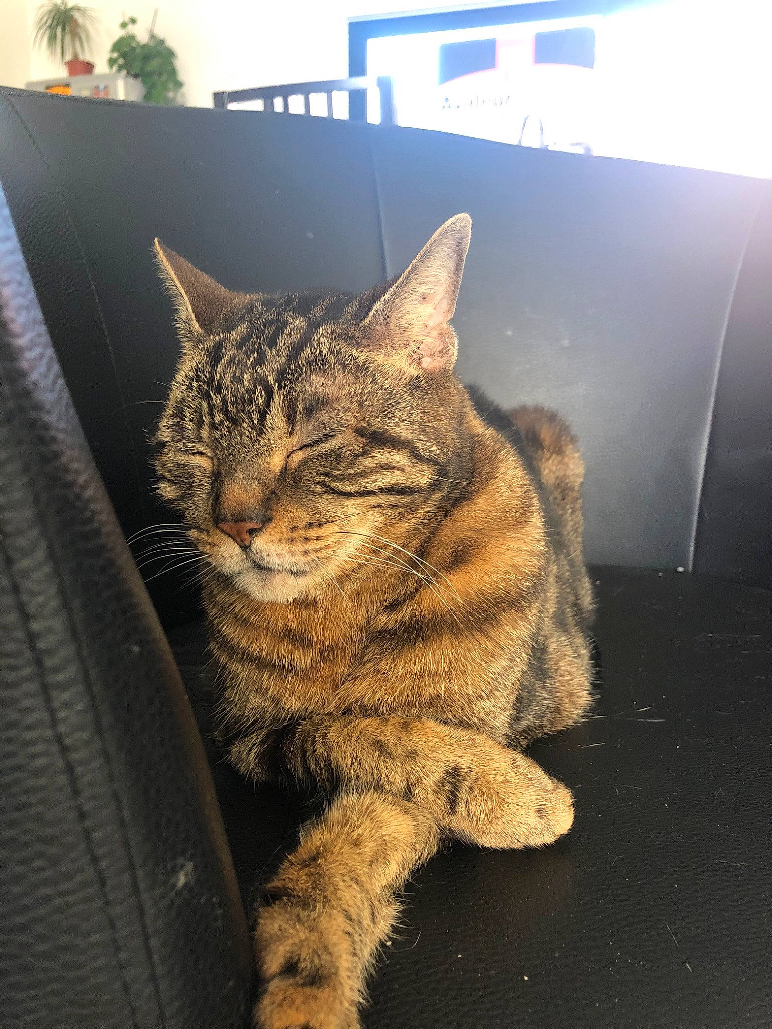 Biscotte a rejoint le concours — aidez-le/la à gagner de superbes lots ! american_shorthair, asian, california_spangled, carnivore, cat, domestic_short_haired_cat, dragon_li, european_shorthair, eye, felidae, fur, kitten, mammal, pixie_bob, sky, small_to_medium_sized_cats, snout, tabby_cat, whiskers, wild_cat