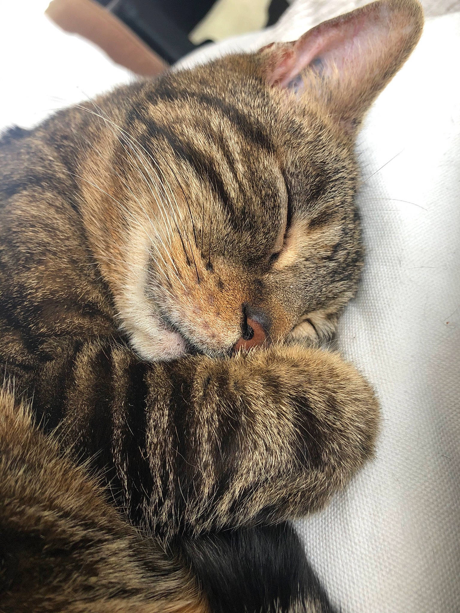 Biscotte participe au concours pour gagner de l'argent avec cette photo : american_shorthair, asian, carnivore, cat, claw, close_up, domestic_short_haired_cat, dragon_li, ear, european_shorthair, eye, felidae, fur, nap, paw, sleep, small_to_medium_sized_cats, snout, tabby_cat, whiskers