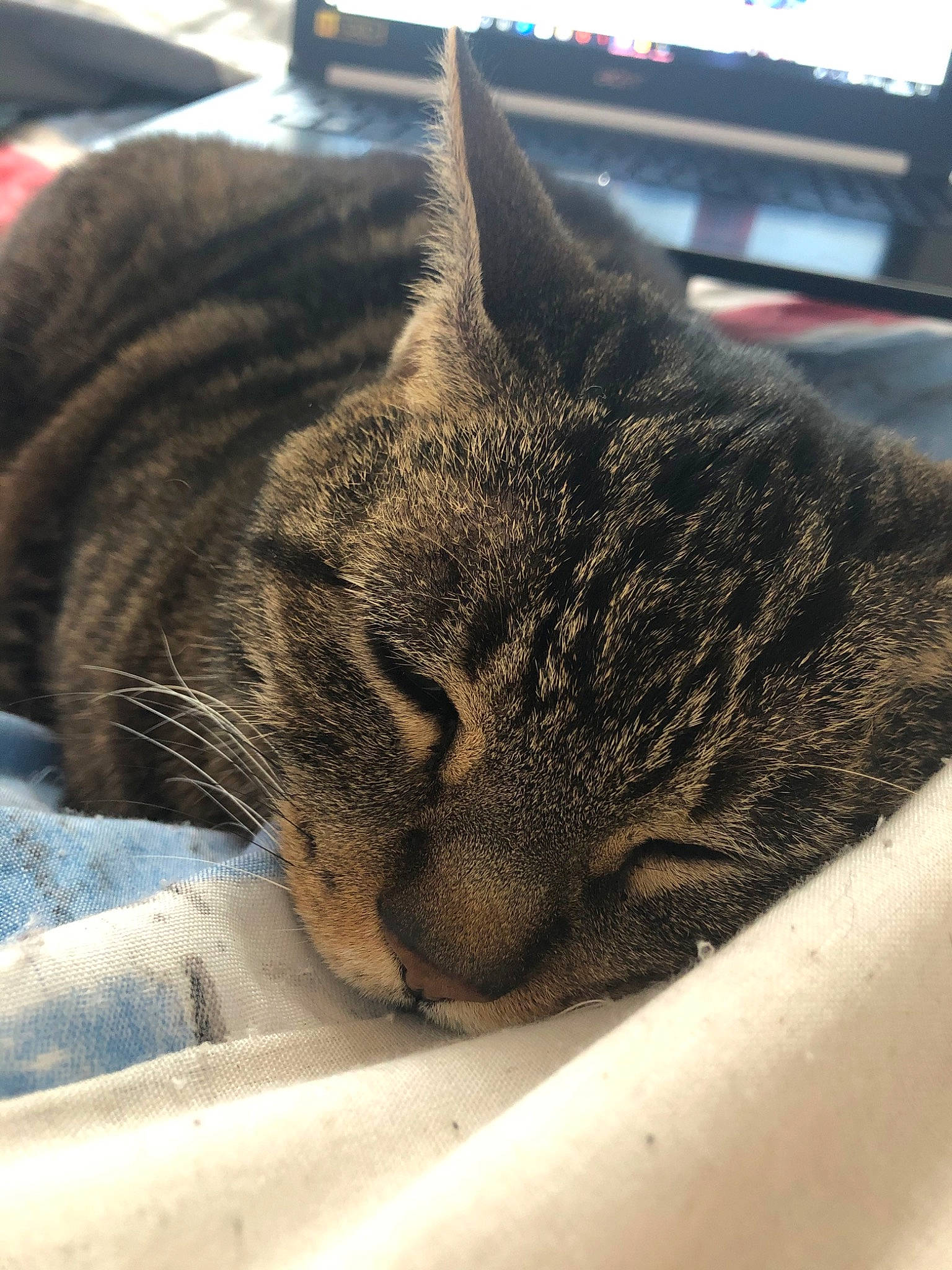 Biscotte participe au concours pour gagner de l'argent avec cette photo : asian, california_spangled, carnivore, cat, close_up, domestic_short_haired_cat, dragon_li, european_shorthair, eye, felidae, fur, kitten, nap, nose, sky, sleep, small_to_medium_sized_cats, snout, tabby_cat, whiskers