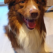 Nachos a rejoint le concours — aidez-le/la à gagner de superbes lots ! aidi, australian_collie, australian_shepherd, basque_shepherd_dog, border_collie, canidae, carnivore, companion_dog, dog, dog_breed, english_shepherd, mammal, miniature_australian_shepherd, nova_scotia_duck_tolling_retriever, rare_breed_dog, scotch_collie, snout, sporting_group, vertebrate, welsh_sheepdog